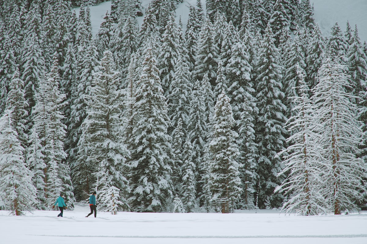 Winter snowshoeing and snowy forest